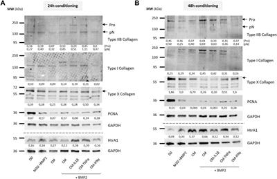 Frontiers | Effect of pro-inflammatory cytokine priming and